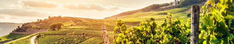 Investir dans un groupement foncier viticole - GFV - COEOS Groupe - 3