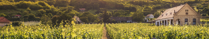 Investir dans un groupement foncier viticole - GFV - COEOS Groupe